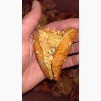 Красный сушенный мухомор, шляпки, микродозинг, настойка мухоморная, недорого