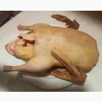Продам Тушку качки пекінка або живою вагою