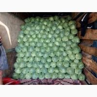 Продам капусту, сорт Сунта
