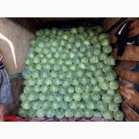 Продам капусту, сорт Сунта