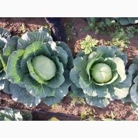 Продам капусту, сорт Сунта