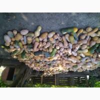 Гарбуз кашовий на корм тваринам