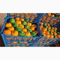 Продам Цитрус из Турции