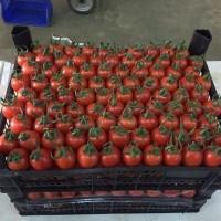Продам Цитрус из Турции