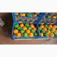 Продам Цитрус из Турции
