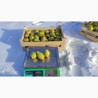 Продам грушу Ноябрьська