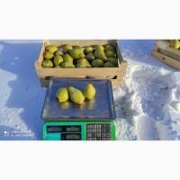Продам грушу Ноябрьська