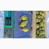 Продам грушу Ноябрьська
