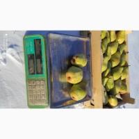 Продам грушу Ноябрьська