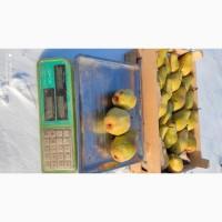 Продам грушу Ноябрьська