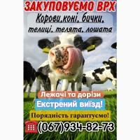 Закуповуємо ВРХ, корови, коні, бички, телиці, телята, лошата