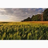 Продам ячмінь 500 т, ф2, Чернігівська обл, Мена