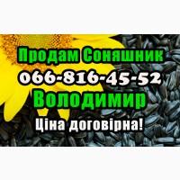 Продаю соняшник у будь яких обсягах! Виробник/переробник