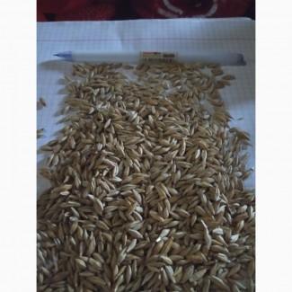 Продам ярий ячмінь Талбот