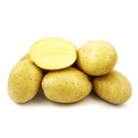 Реалізуємо насіннєву картоплю сорту Прада, першої репродукції. Роздріб від 20 кг