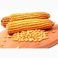 Продам кукурудзу 1000 т, Житомирська обл, Ружин