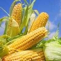 Закуповуємо кукурудзу базову а також інші види зернових культур