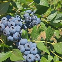 Продамо лохину від 200 кг