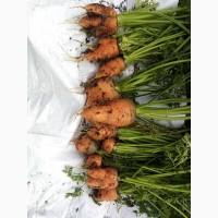 Продам моркву другого сорту для переробки та корму для тварин