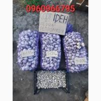 Перша репродукція