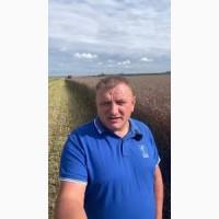 Агрокомпанія закупить Ріпак без ГМО та ГМО по Україні 1Ф