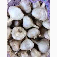 Продам Часник сорту Любаша