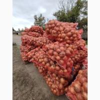 Продаж цибулі опт