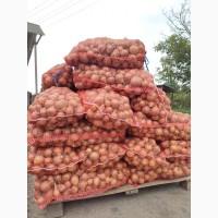 Продаж цибулі опт