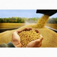 Компания гуртом продає продовольче зерно сої від 22 т