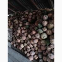 Продам гарбуз сорт Віоліна