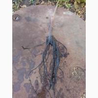 Саджанці горіха пекан сорту Канза(вкс висота 120-140 см.)