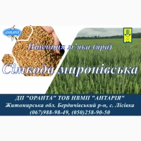 Насіння ярої пшениці Сімкода миронівська (БН, еліта, СН, перша)