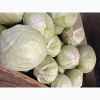Продам капусту зимову оптом