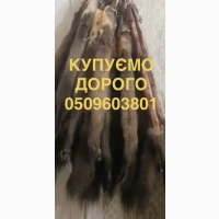 Куплю купуємо шкіри куниці ДОРОГО будь-які обʼєми