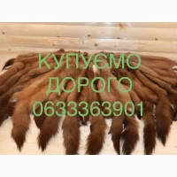 Купуємо ДОРОГО шкіри куниці шкури хутро
