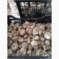 Часник сорт Любаша