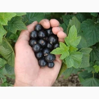 Продам смородину