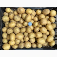 Продам насіннєву картоплю, сорт Рівʼєра