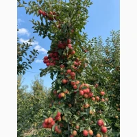 Продам Яблука сорту Гала опт та дрібний опт від 100кг