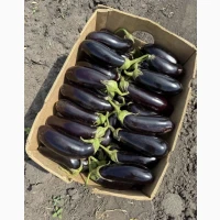 Продам Баклажани