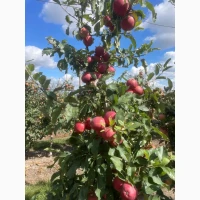 Продам яблука Гала Голден Джеромін