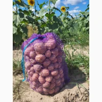 Продам картоплю. Київ, Бровари, Бориспіль