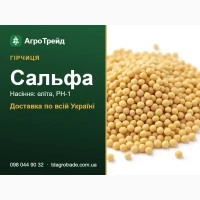 Купити насіння гірчиці Сальфа - еліта, РН-1