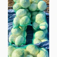 Продам: капуста сорту Агресор, 3-5 кг. Самарський район