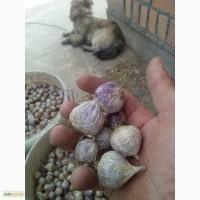 Продам часник-однозубка сорт Любаша