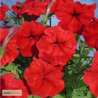 Продам семена Петуния Марика F1