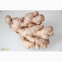 Продам корень имбиря