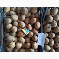 Продам оптом від виробника насіння картоплі Арізона. Умань
