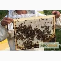 Продам пасеку