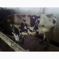 Продам говядину живьем корова и бык на экспорт